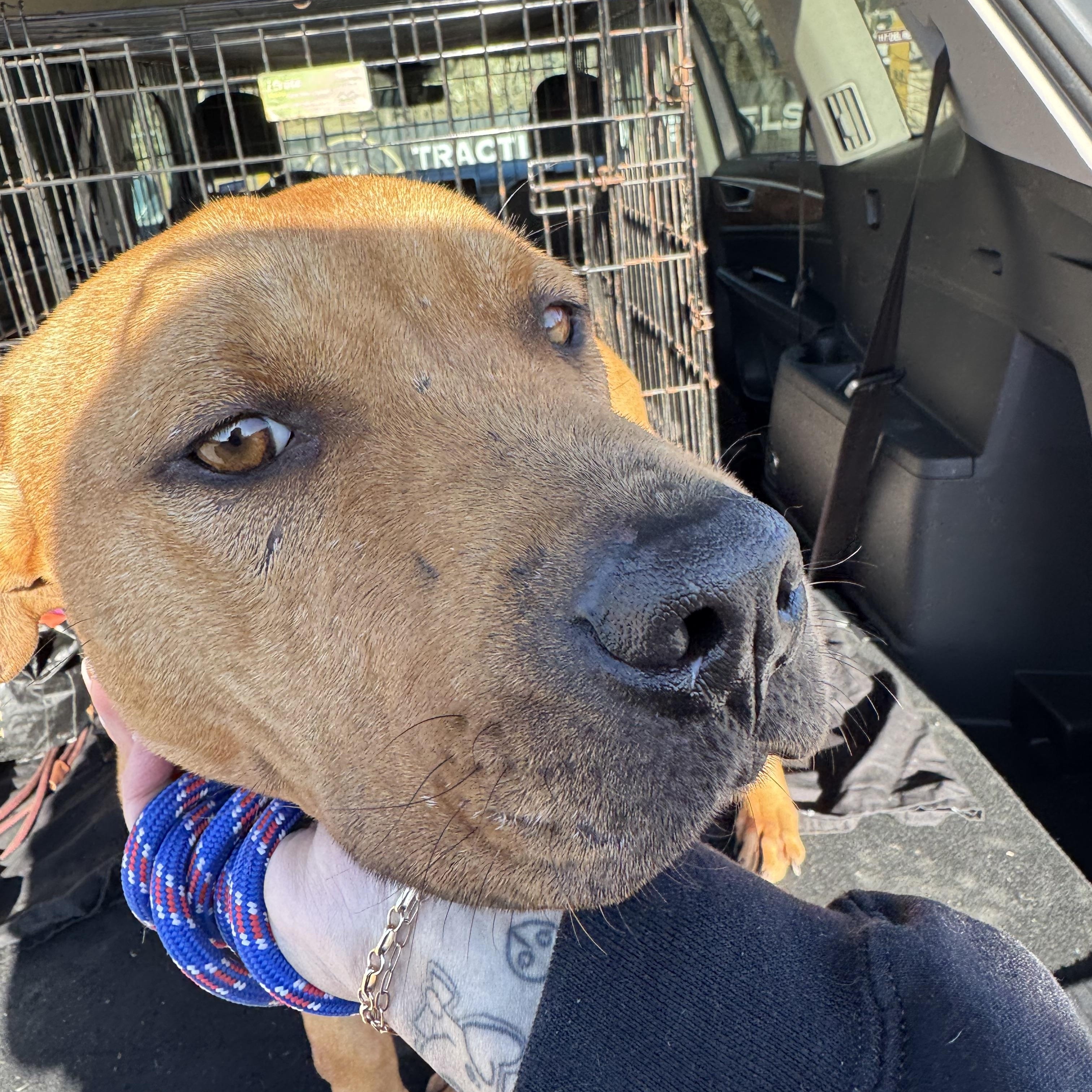 Enlarge Valor , a ADOPTABLE Pit Bull Terrier in houston, TX image 3/6