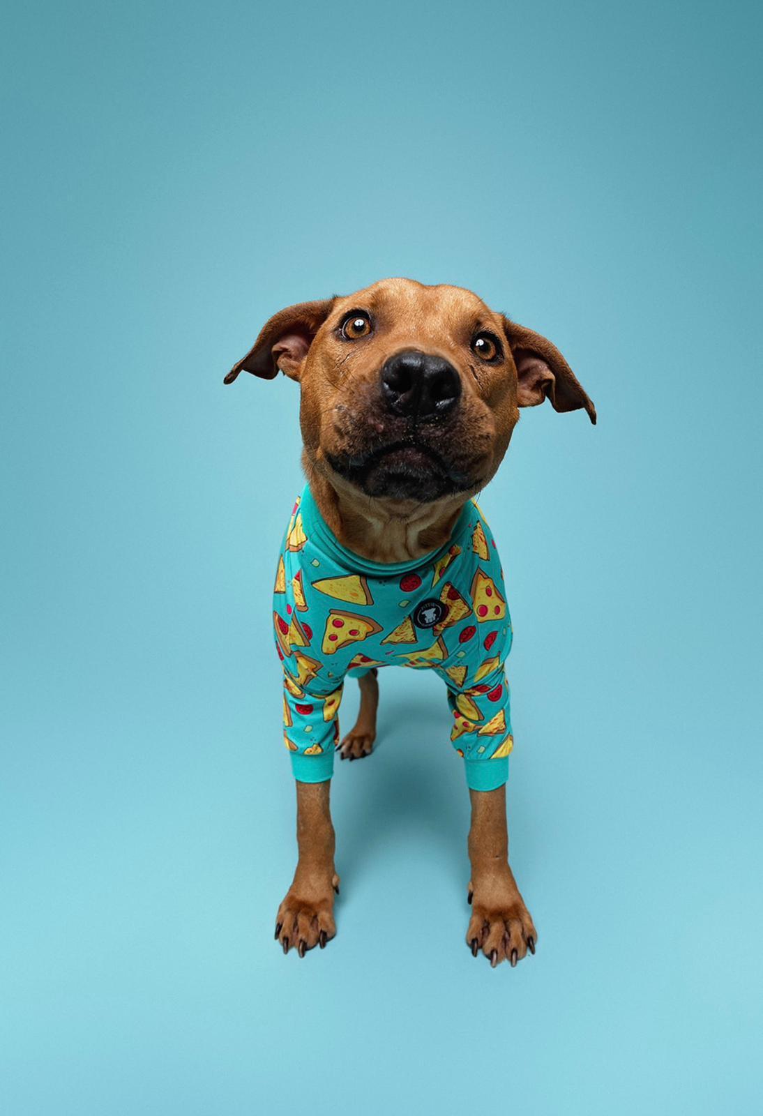Enlarge Valor , a ADOPTABLE Pit Bull Terrier in houston, TX image 4/6