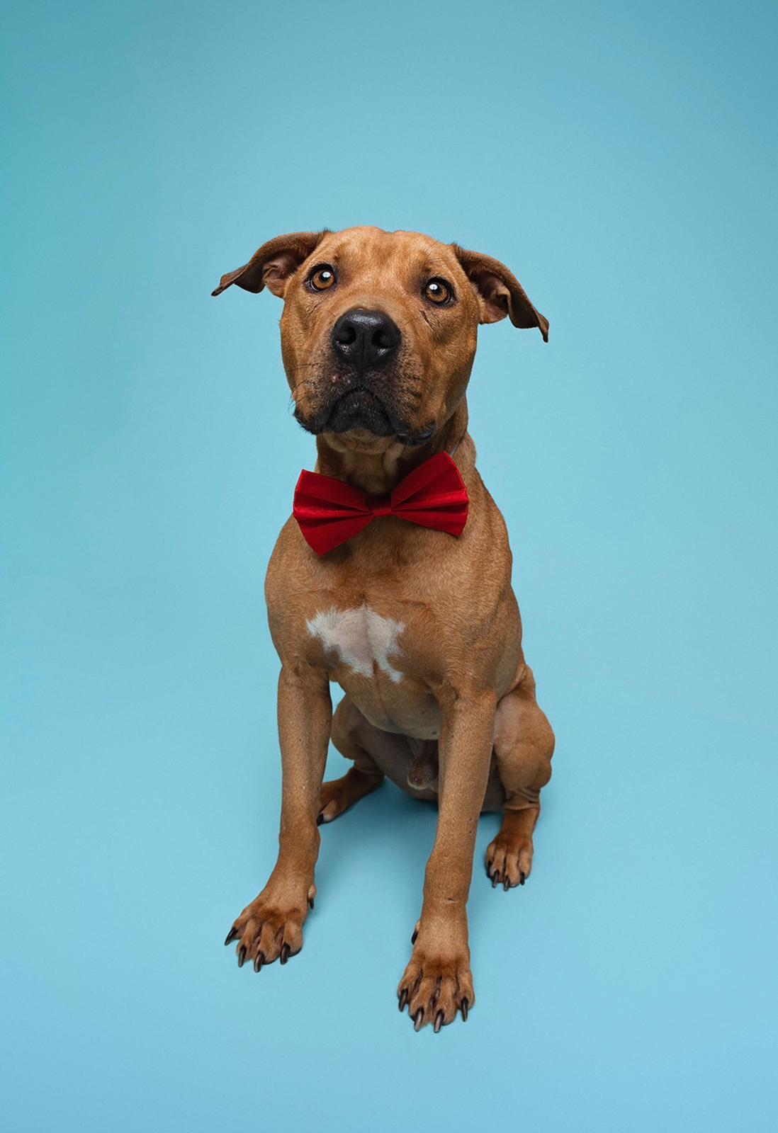 Enlarge Valor , a ADOPTABLE Pit Bull Terrier in houston, TX image 2/6