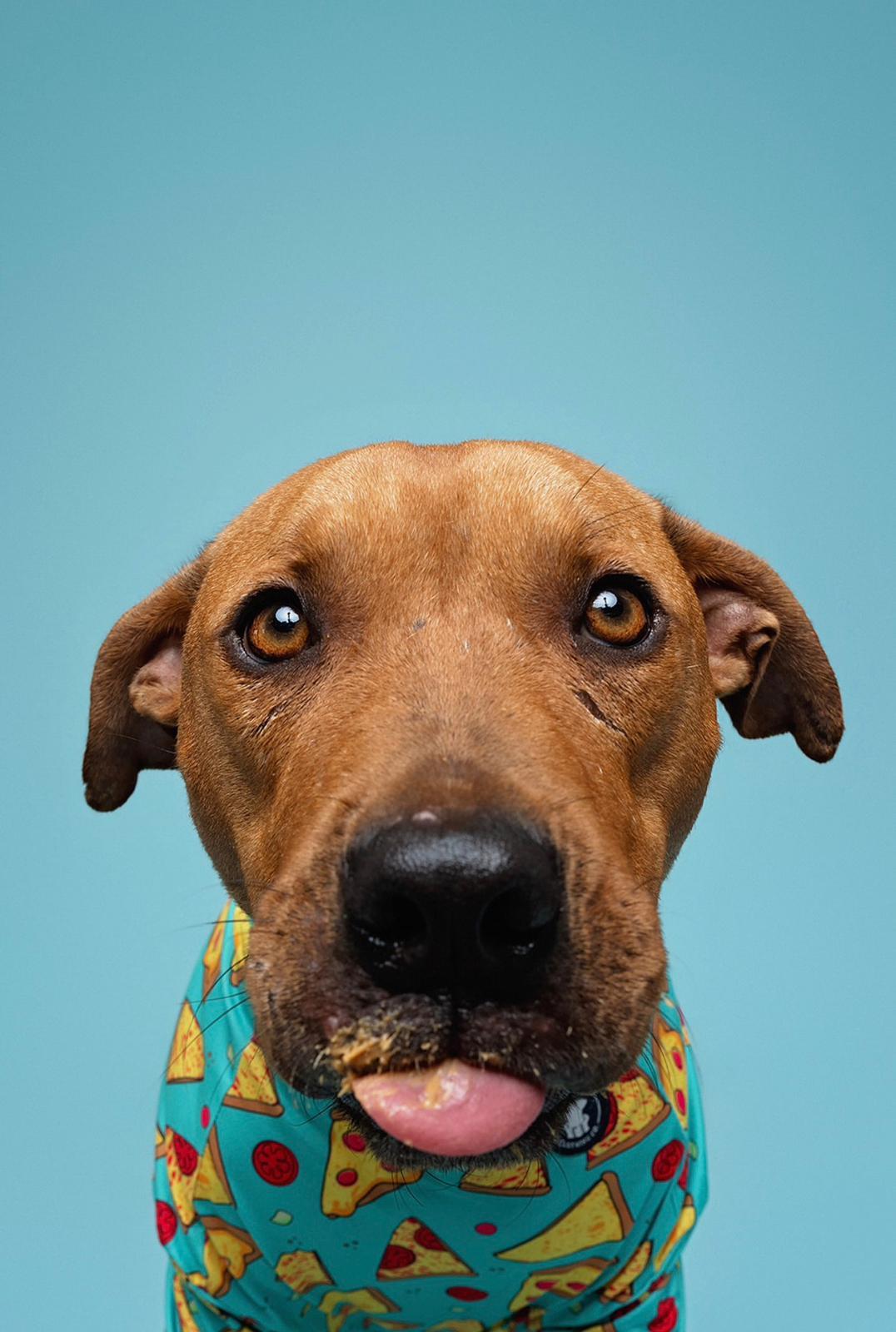 Enlarge Valor , a ADOPTABLE Pit Bull Terrier in houston, TX image 5/6