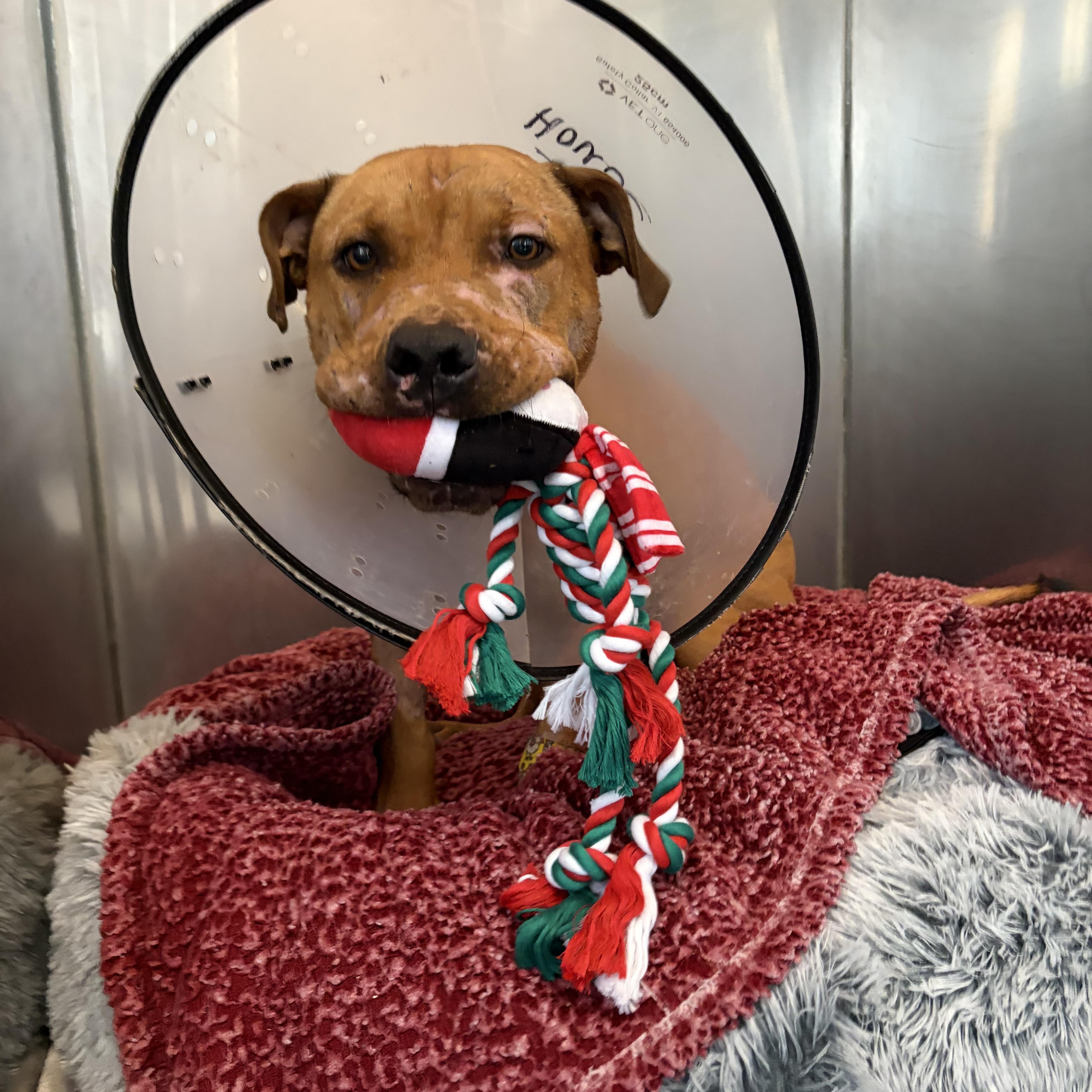 Enlarge Valor , a ADOPTABLE Pit Bull Terrier in houston, TX image 4/6