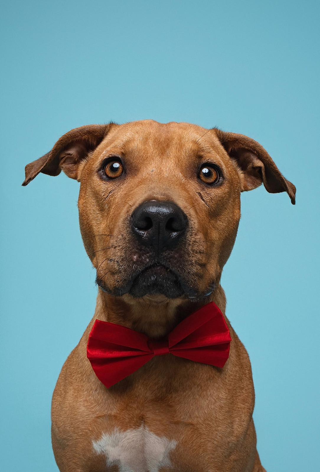 Valor , ADOPTABLE, Adult Male Pit Bull Terrier.