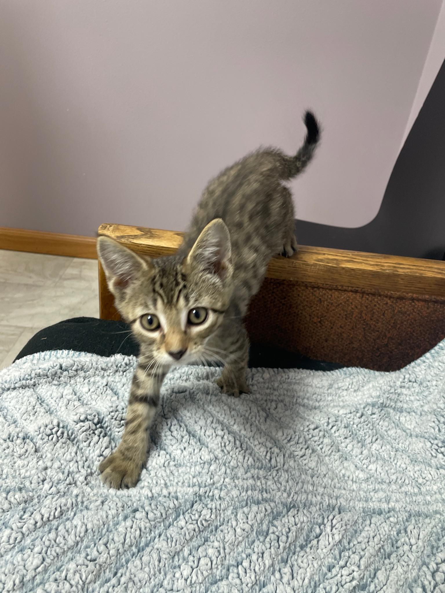 Timon ( Must adopt with littermate), Adoptable, Kitten Male Domestic Short Hair.