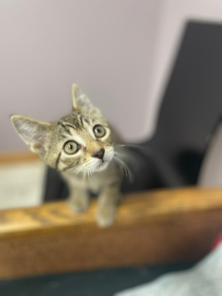 Enlarge Timon ( Must adopt with littermate), a Adoptable Domestic Short Hair in Neillsville, WI image 2/4