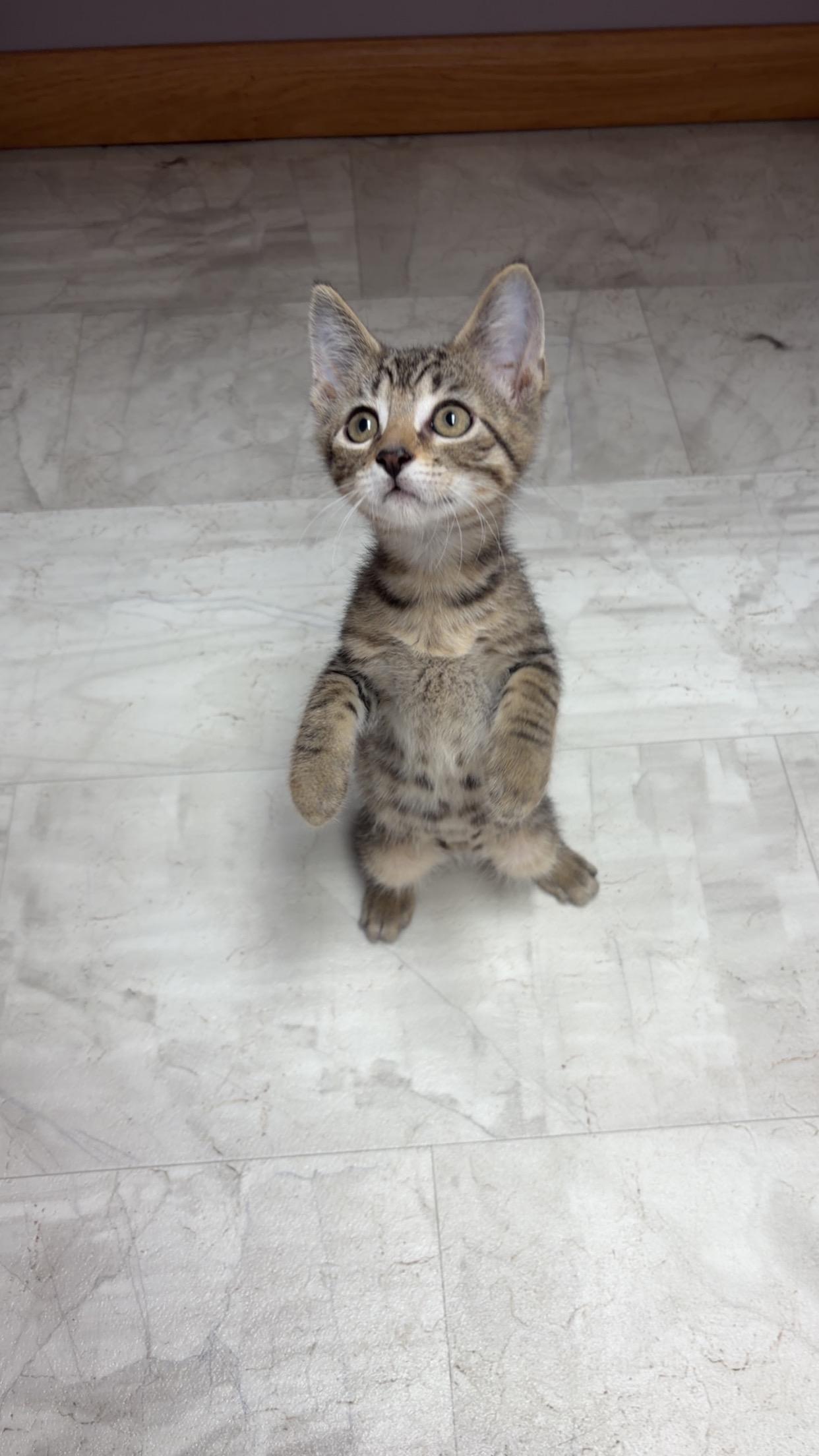 Enlarge Timon ( Must adopt with littermate), a Adoptable Domestic Short Hair in Neillsville, WI image 3/4