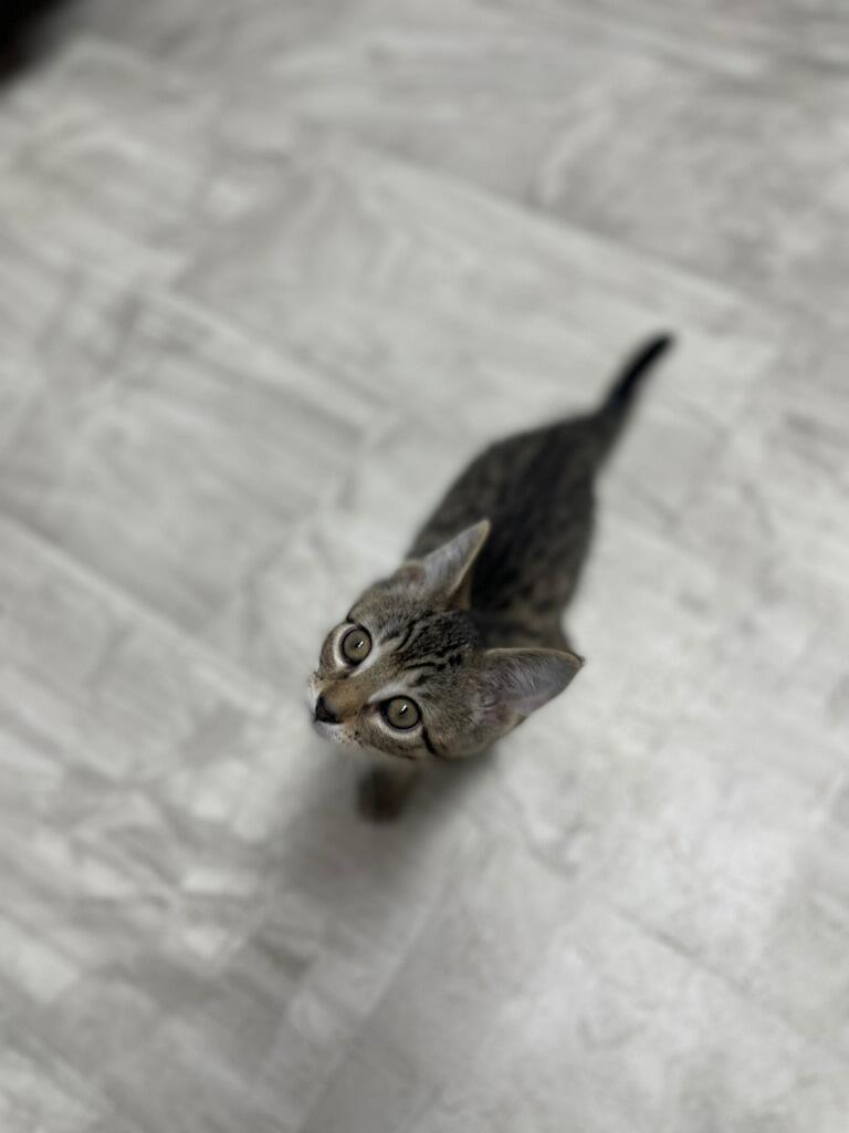 Enlarge Timon ( Must adopt with littermate), a Adoptable Domestic Short Hair in Neillsville, WI image 4/4