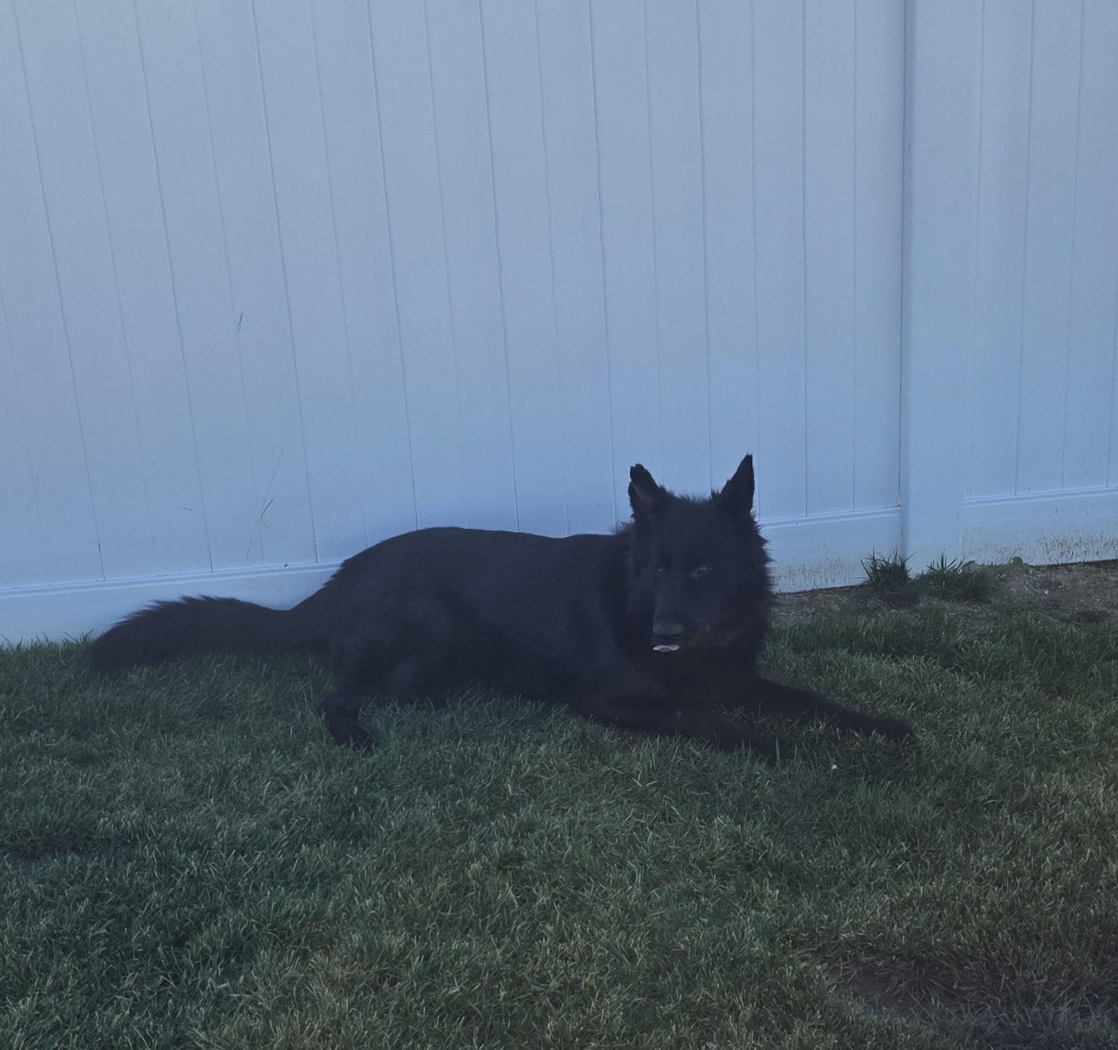 Enlarge Apollo , an adopted German Shepherd Dog in Temecula, CA image 2/5