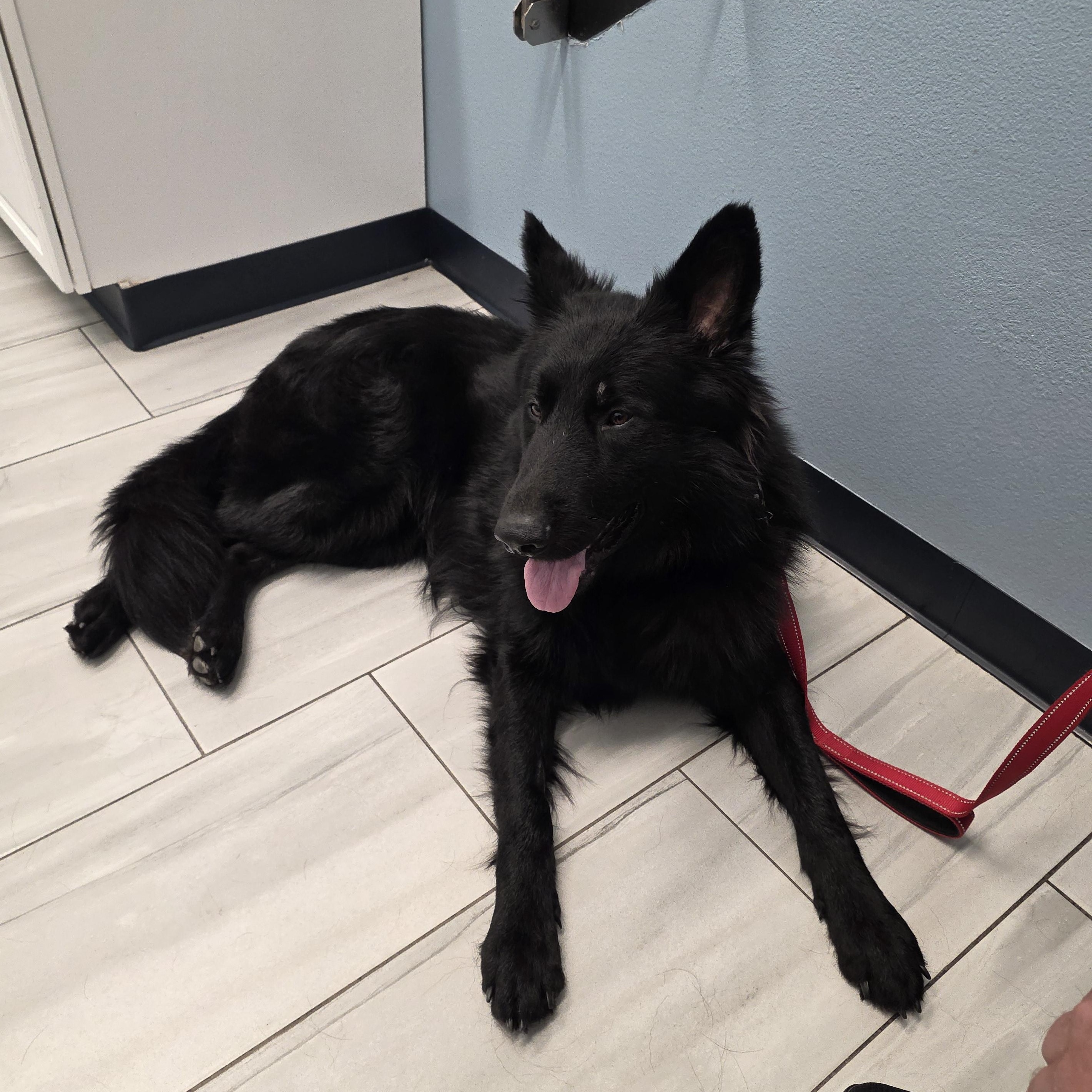 Enlarge Apollo , an adopted German Shepherd Dog in Temecula, CA image 1/5