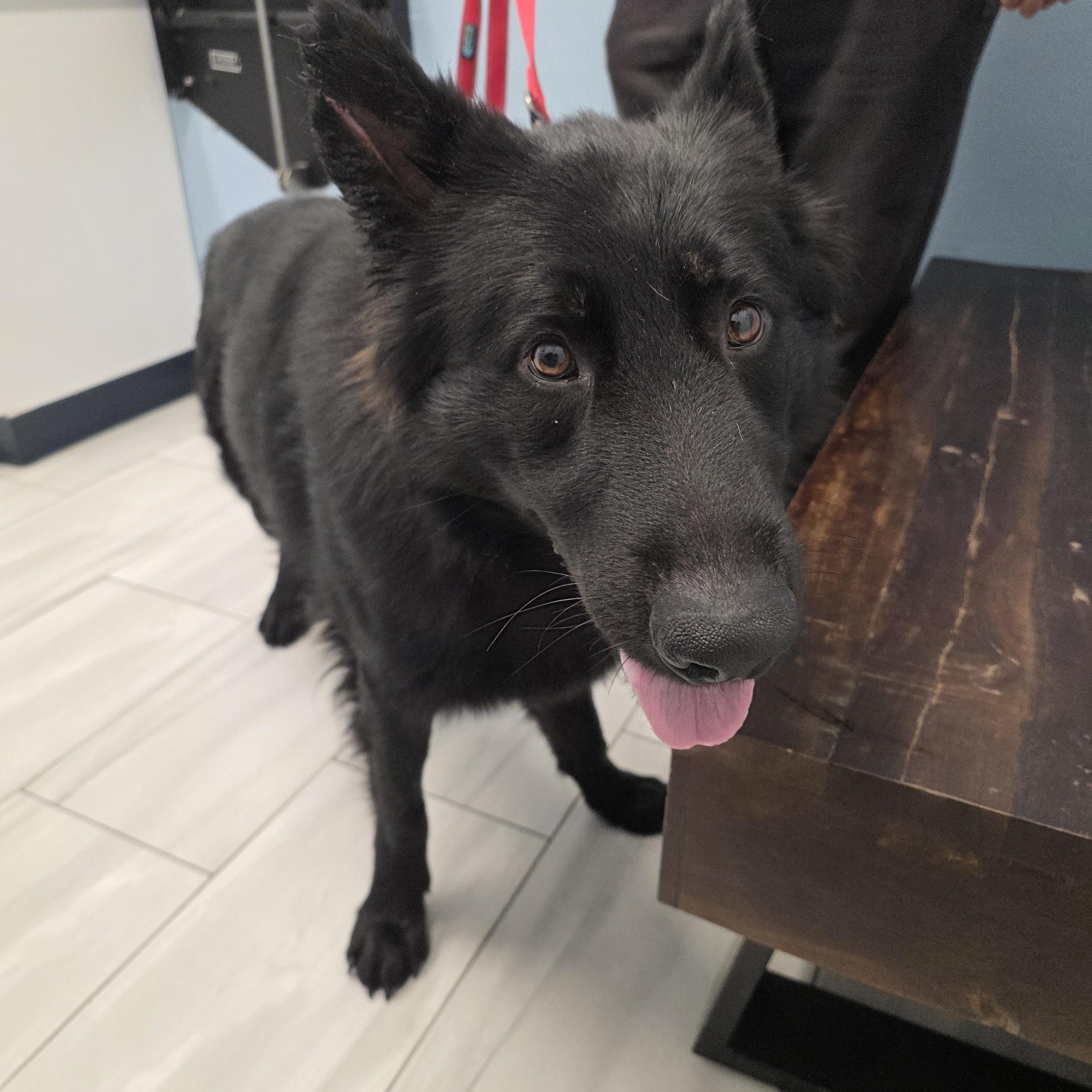 Enlarge Apollo , an adopted German Shepherd Dog in Temecula, CA image 5/5