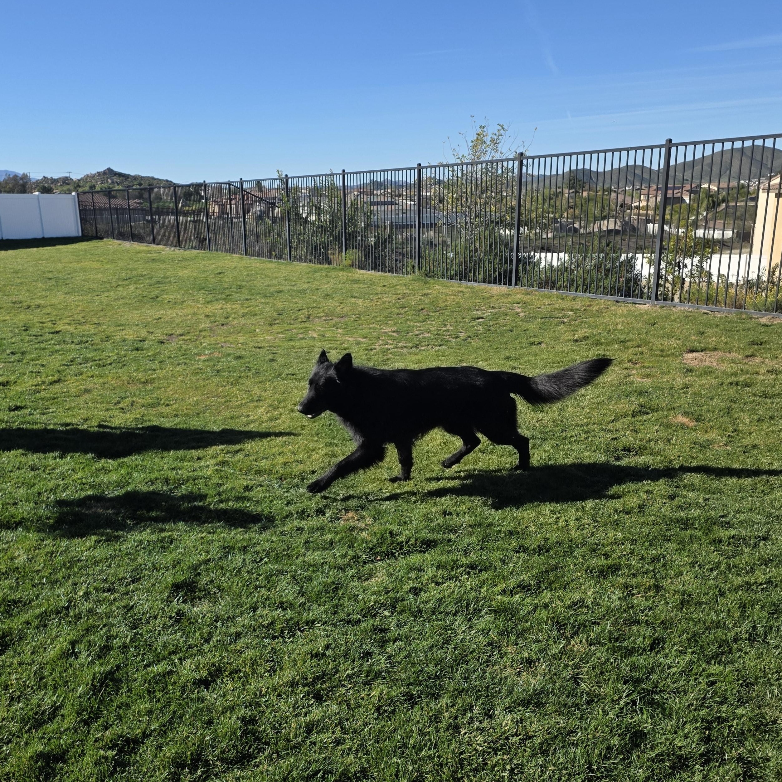 Enlarge Apollo , an adopted German Shepherd Dog in Temecula, CA image 3/5