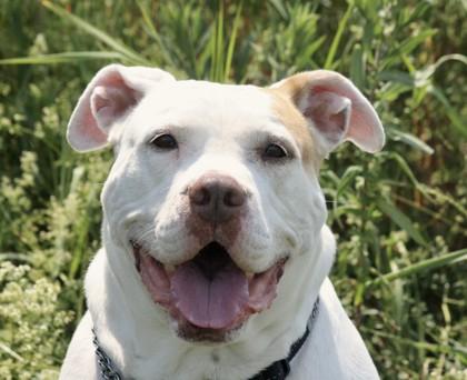 Princess, an adoptable American Bulldog in Whitby, ON, L1N 0H9 | Photo Image 1