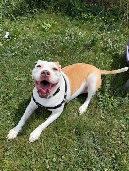 Princess, an adoptable American Bulldog in Whitby, ON, L1N 0H9 | Photo Image 2