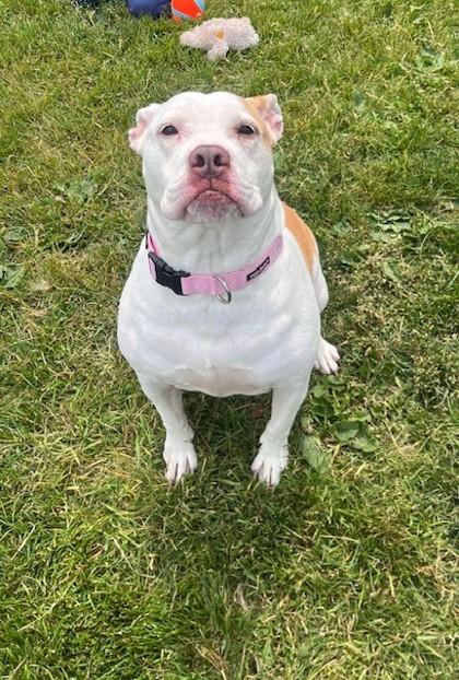 Princess, an adoptable American Bulldog in Whitby, ON, L1N 0H9 | Photo Image 3