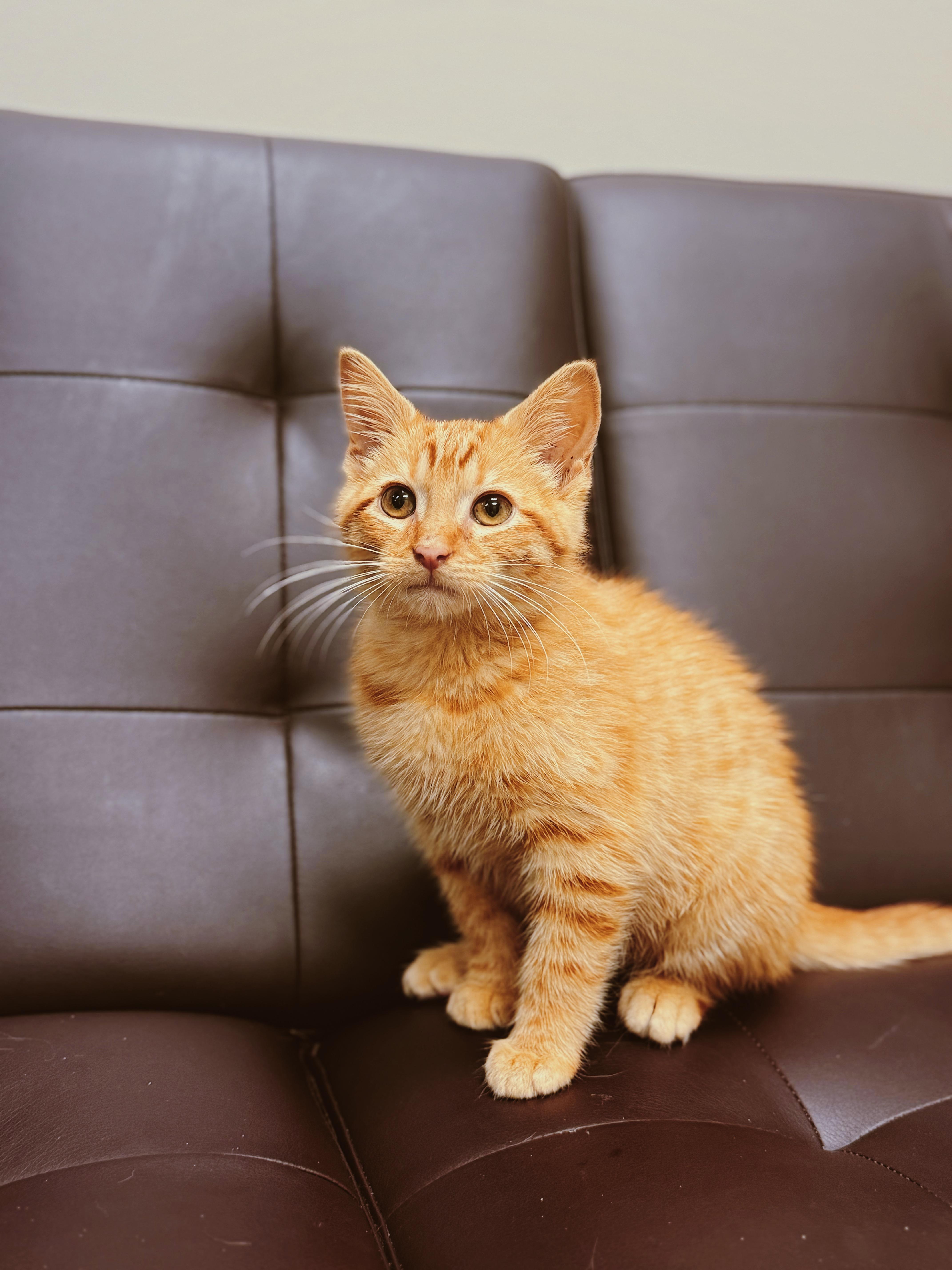 Enlarge Peter Parker, an adopted mixed breed in BOONE, NC image 1/1