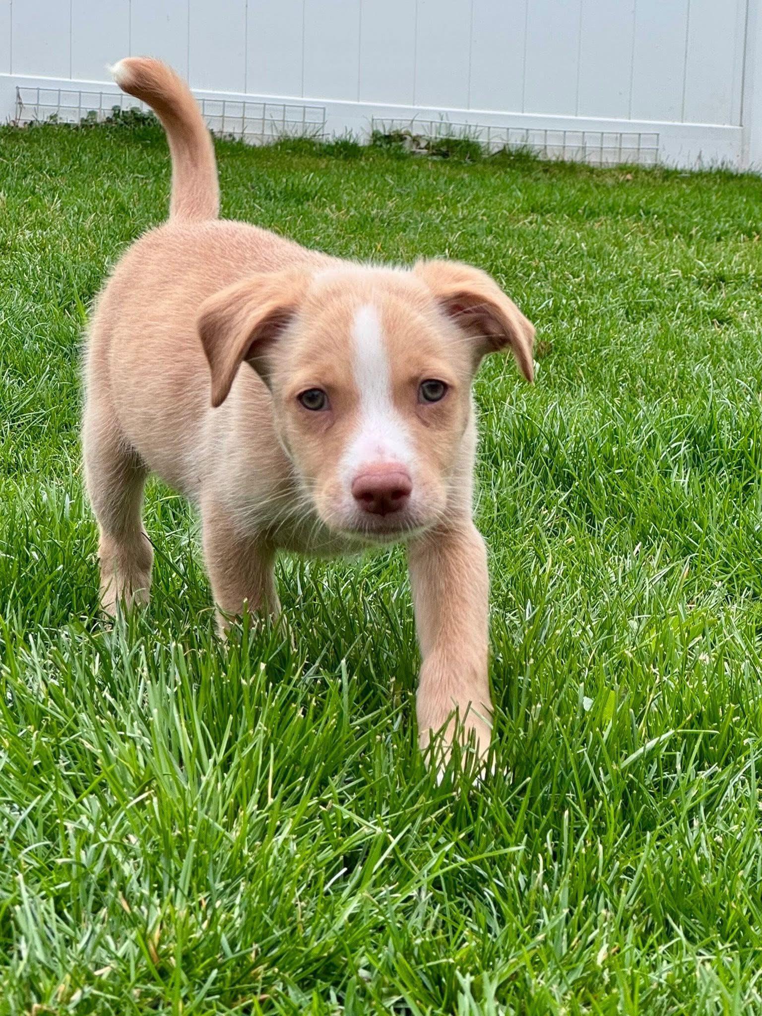 Enlarge Duke, a ADOPTABLE mixed breed in Clinton, WI image 4/5