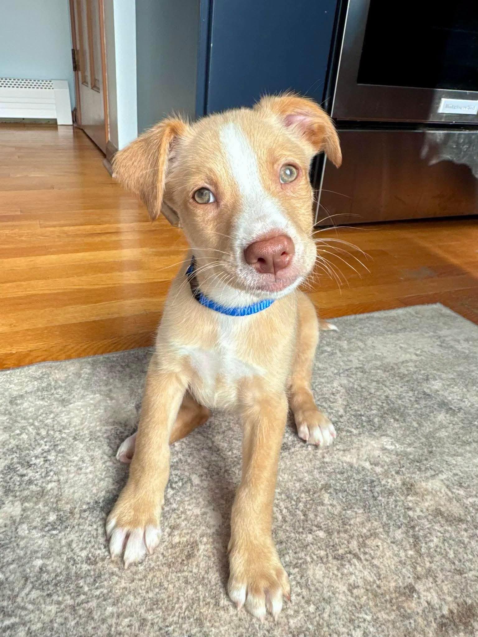 Duke, ADOPTABLE, Puppy Male Australian Shepherd & Mixed Breed.