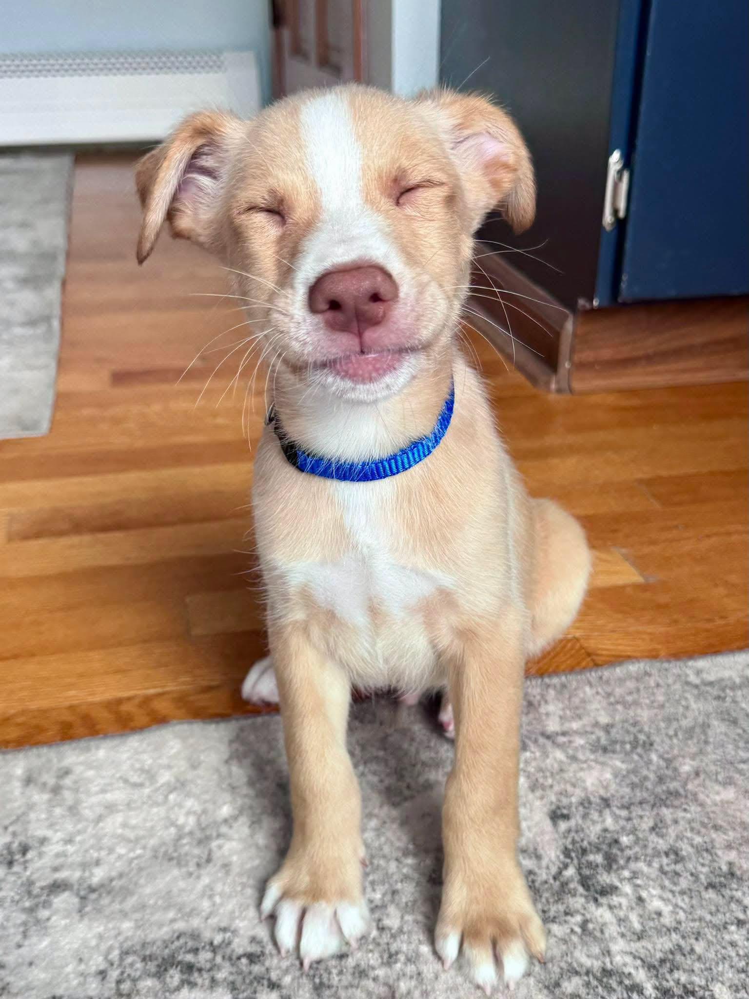 Enlarge Duke, a ADOPTABLE mixed breed in Clinton, WI image 2/5