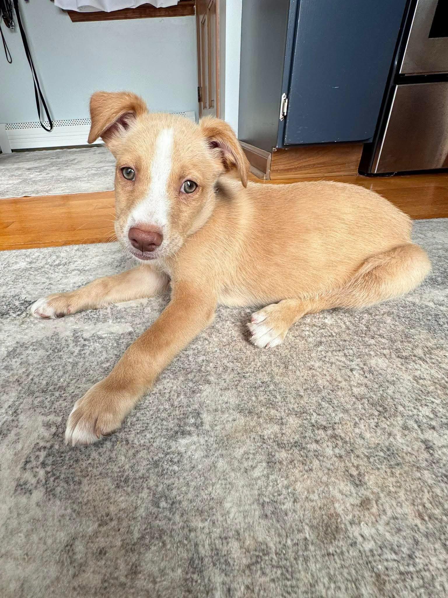 Enlarge Duke, a ADOPTABLE mixed breed in Clinton, WI image 5/5