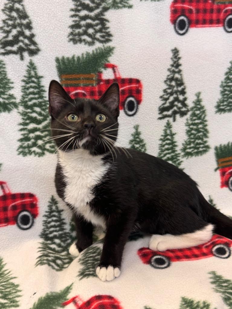 Martha May, Adoptable, Young Female Domestic Short Hair.