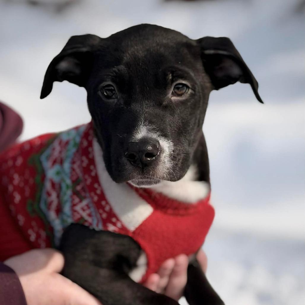 CT Bud avail Feb 21 (Tractor Supply- Putnam, CT), Adoptable, Puppy Male Labrador Retriever & Shepherd.