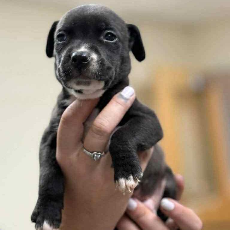 CT Bud, a Adoptable mixed breed in Eastford, CT image 1/3