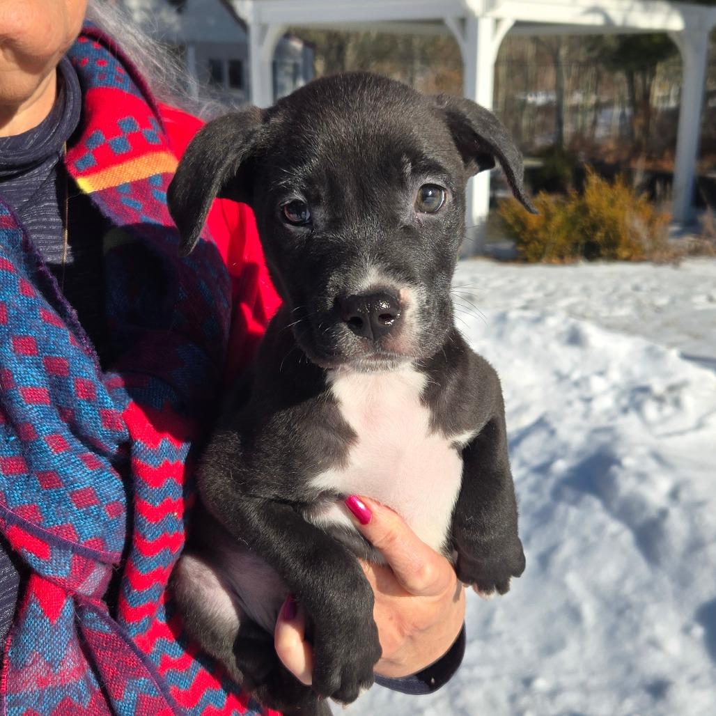 CT Bud, a Adoptable mixed breed in Eastford, CT image 3/3