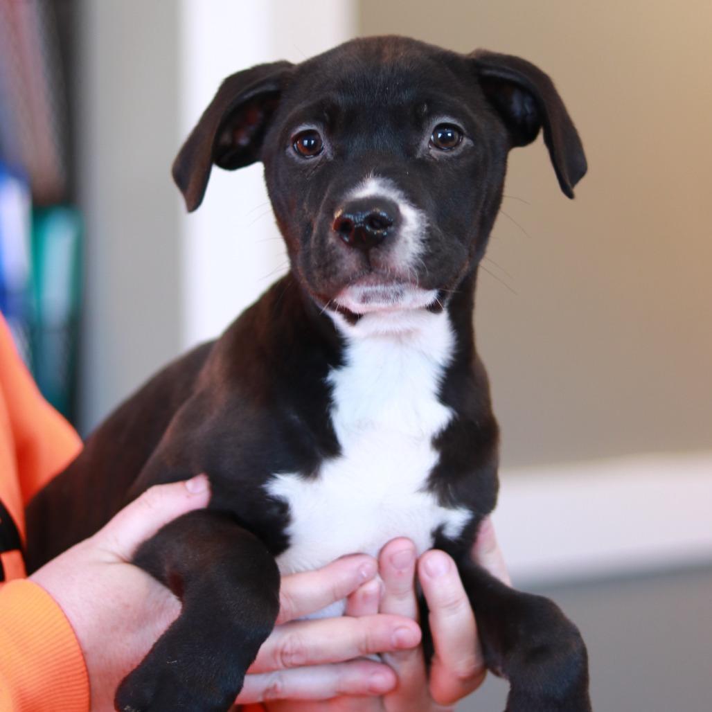 Enlarge CT Bud avail Feb 21 (Tractor Supply- Putnam, CT), a Adoptable mixed breed in Eastford, CT image 5/6