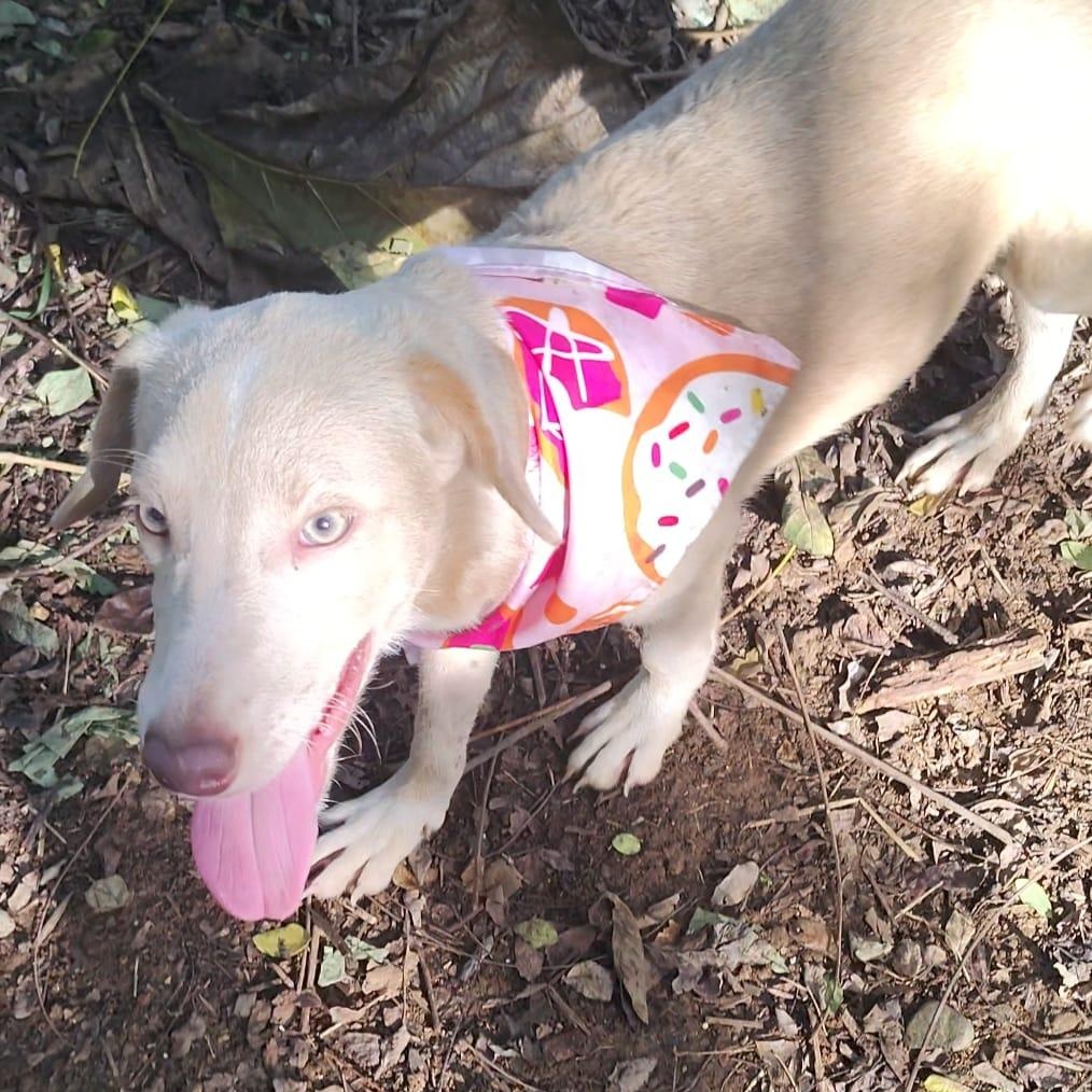 Sandy, a Adoptable mixed breed in Albion, NY image 2/4