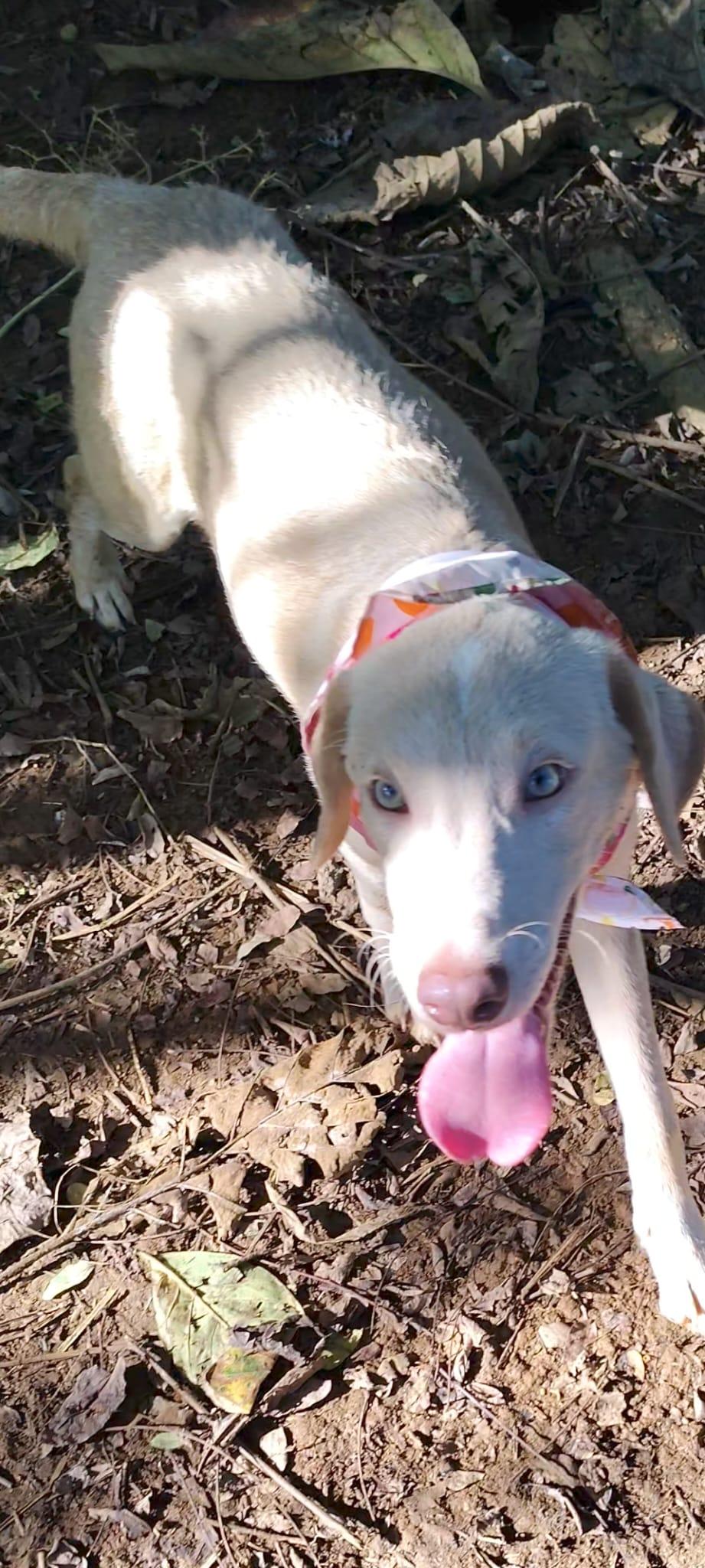 Sandy, a Adoptable mixed breed in Albion, NY image 3/4