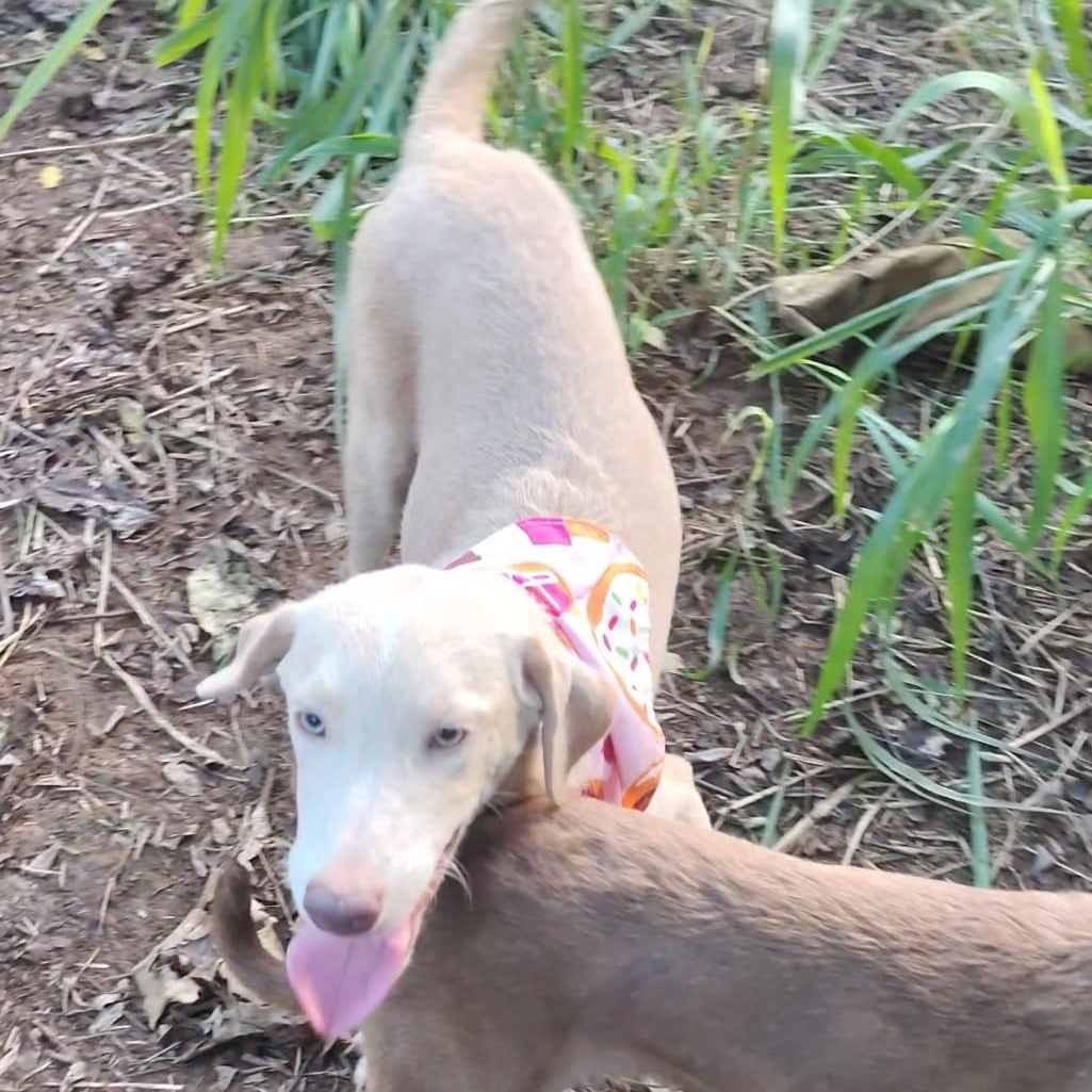 Sandy, Adoptable, Young Female Spaniel & Mixed Breed.