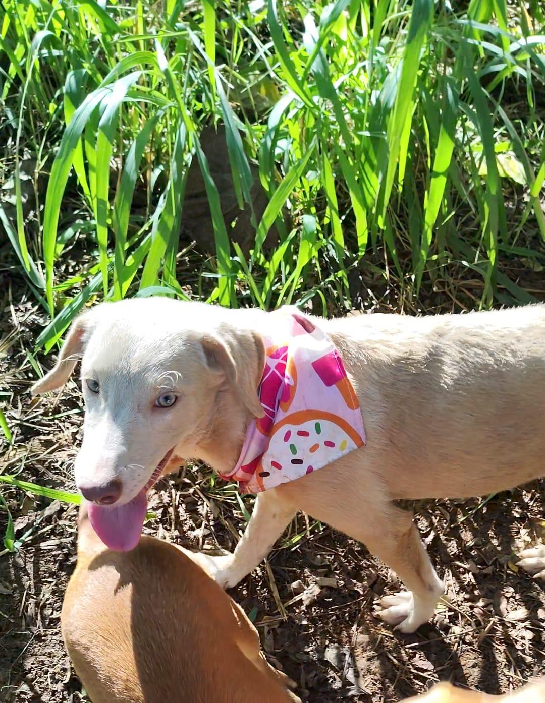 Sandy, a Adoptable mixed breed in Albion, NY image 4/4
