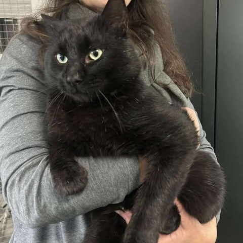 CHIP, a ADOPTABLE Domestic Short Hair in Campbell River, BC image 1/5