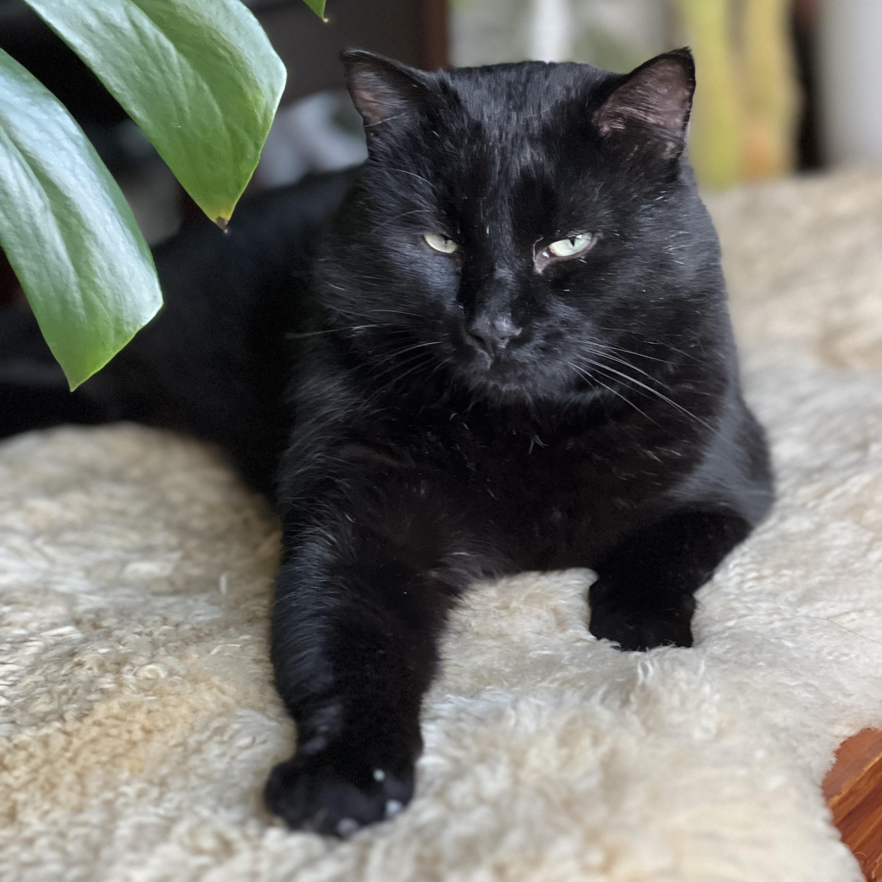 Enlarge CHIP, a ADOPTABLE Domestic Short Hair in Campbell River, BC image 6/6