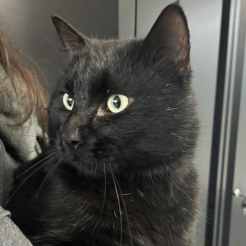 CHIP, a ADOPTABLE Domestic Short Hair in Campbell River, BC image 2/5