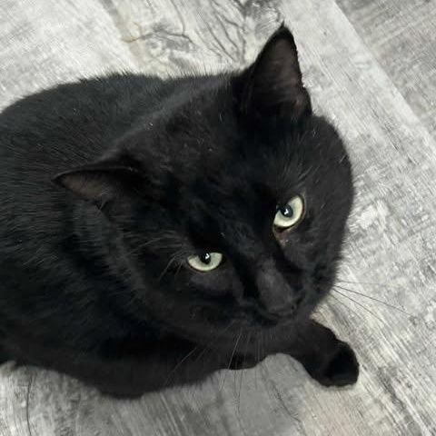 CHIP, a ADOPTABLE Domestic Short Hair in Campbell River, BC image 3/5