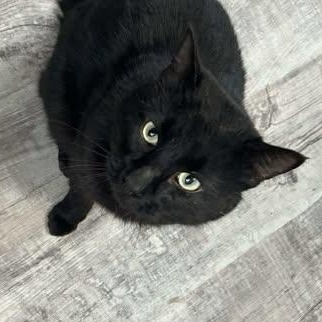 CHIP, a ADOPTABLE Domestic Short Hair in Campbell River, BC image 4/5