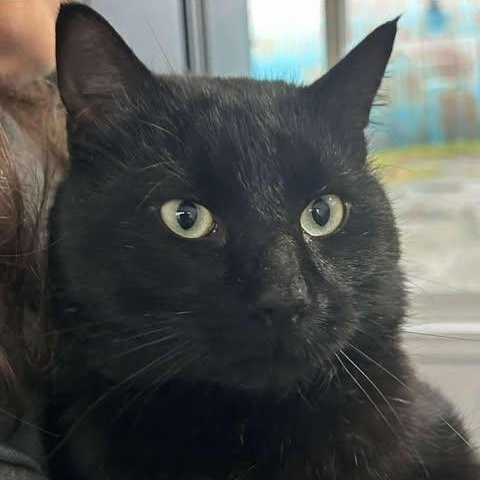 CHIP, a ADOPTABLE Domestic Short Hair in Campbell River, BC image 5/5