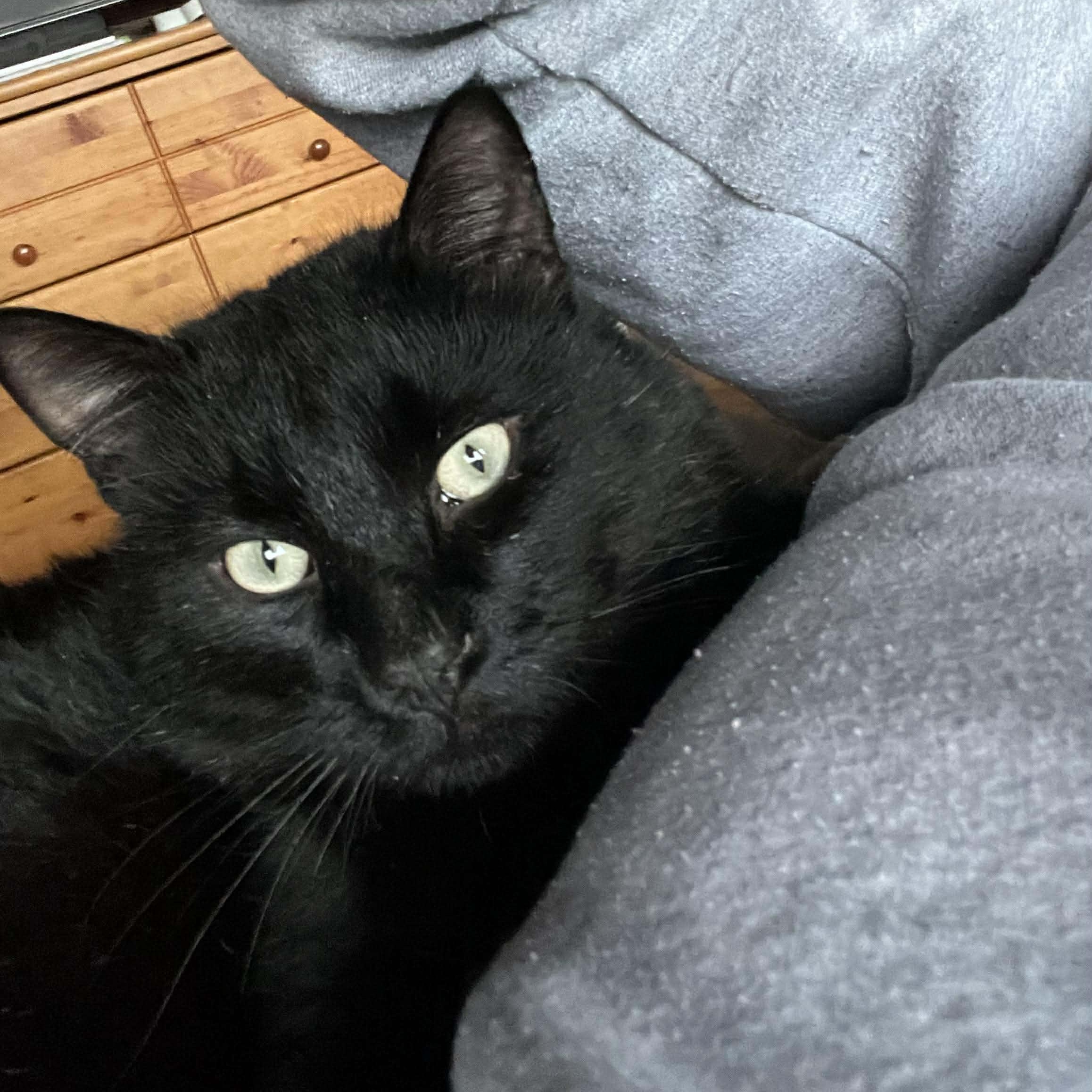 Enlarge CHIP, a ADOPTABLE Domestic Short Hair in Campbell River, BC image 4/6