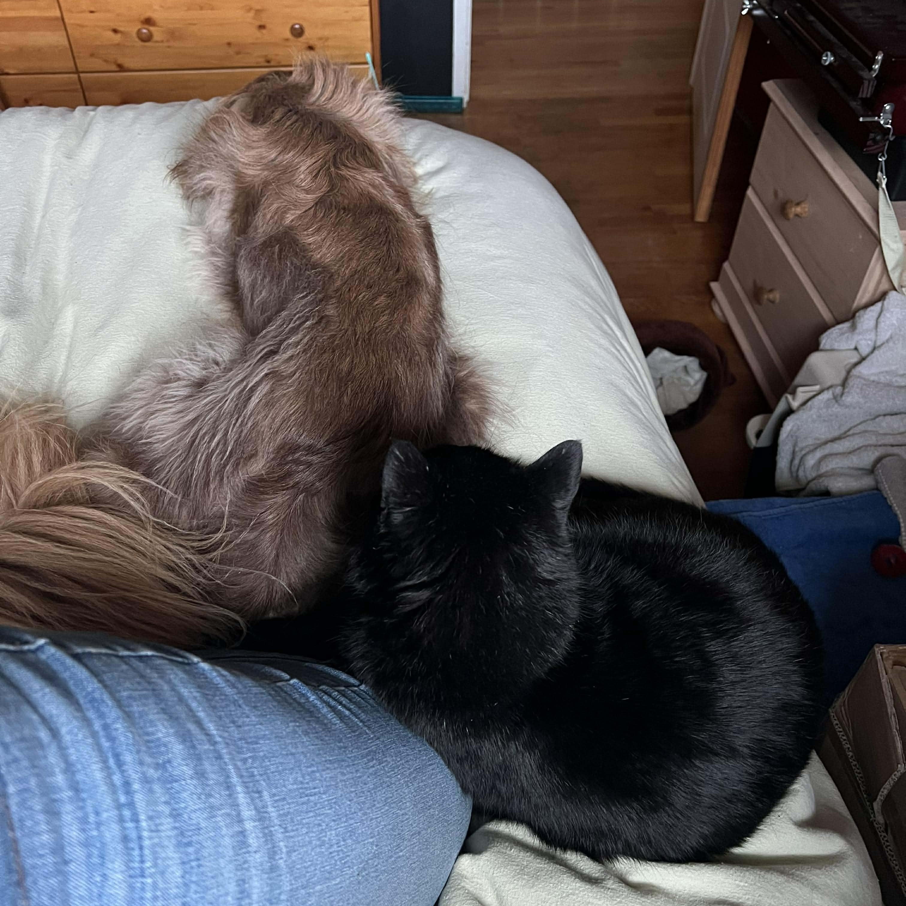 Enlarge CHIP, a ADOPTABLE Domestic Short Hair in Campbell River, BC image 5/6