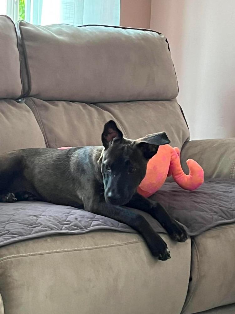 Kiwi, a Adoptable mixed breed in Valley Stream, NY image 2/4