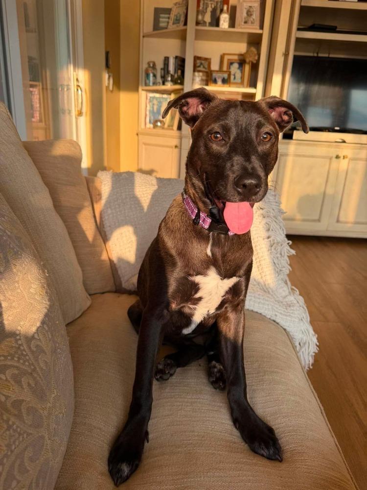 Enlarge Kiwi, a Adoptable mixed breed in Valley Stream, NY image 1/6