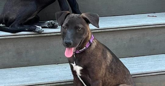 Kiwi, a Adoptable mixed breed in Valley Stream, NY image 3/4