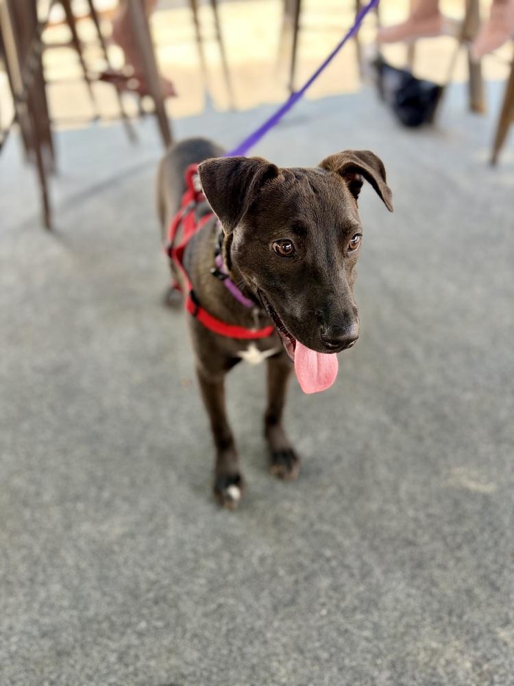 Enlarge Kiwi, a Adoptable mixed breed in Valley Stream, NY image 4/6