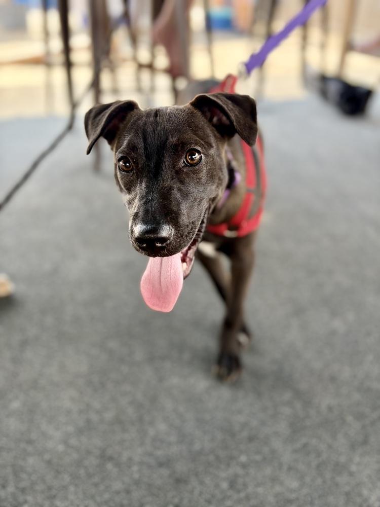 Enlarge Kiwi, a Adoptable mixed breed in Valley Stream, NY image 5/6