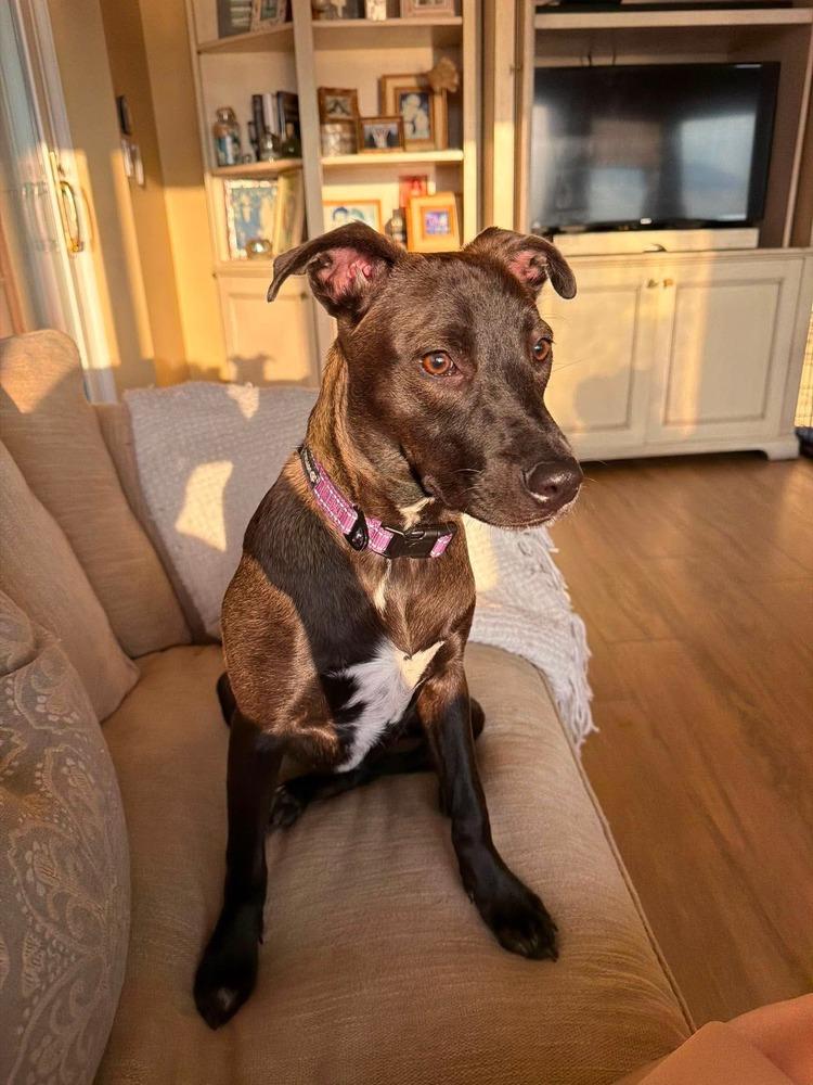 Enlarge Kiwi, a Adoptable mixed breed in Valley Stream, NY image 6/6