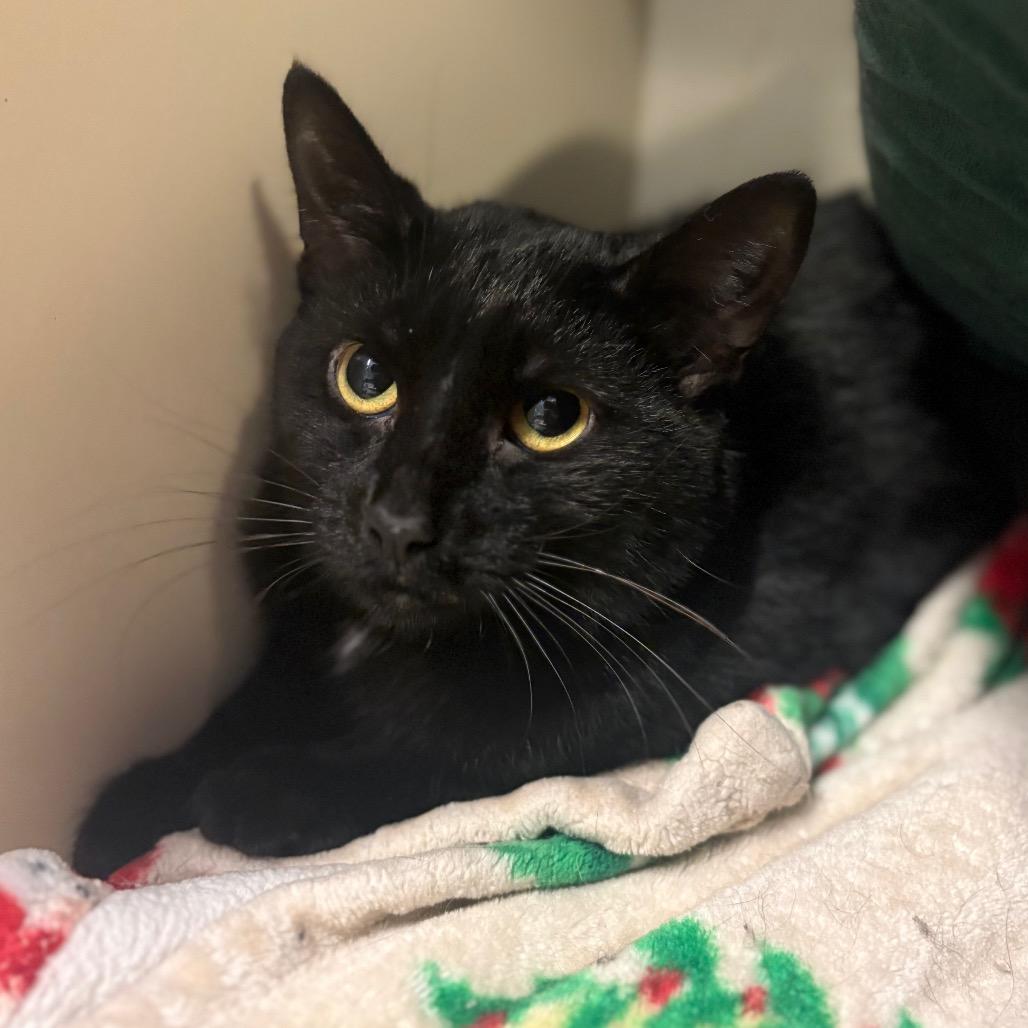 Lockne, Adoptable, Young Female Domestic Short Hair.