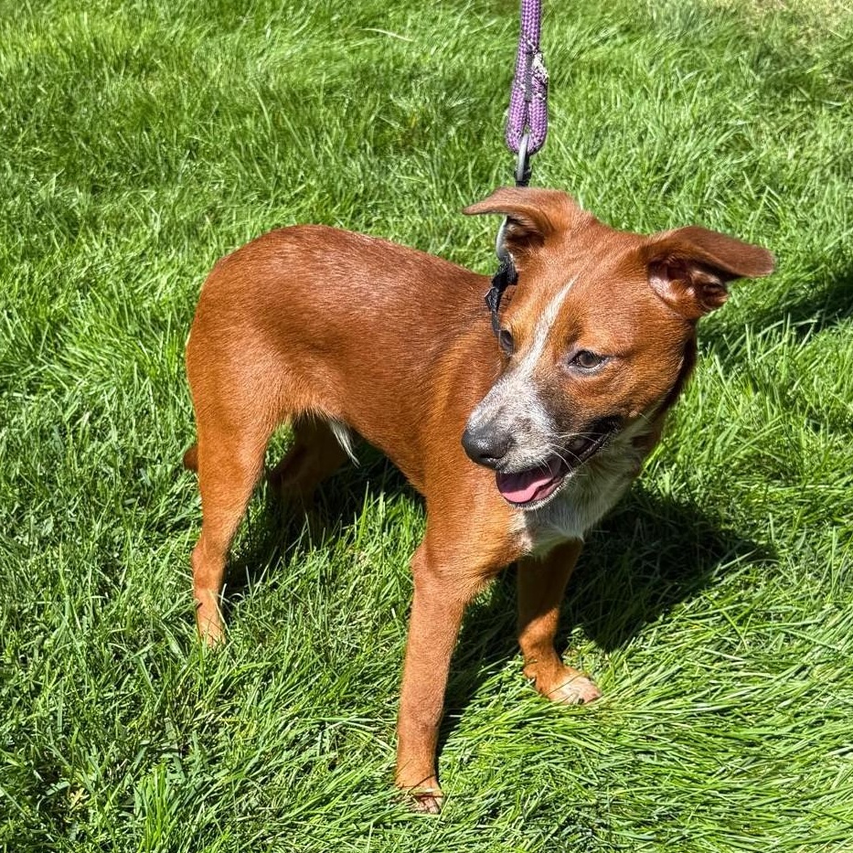 Bowie