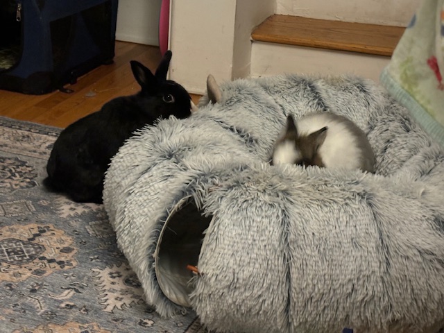Enlarge Coco & Oreo, a Adoptable mixed breed in Los Angeles, CA image 3/6