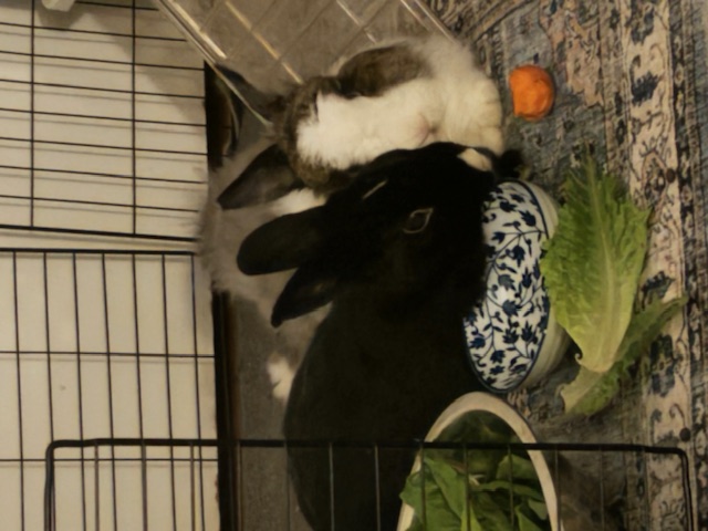 Enlarge Coco & Oreo, a Adoptable mixed breed in Los Angeles, CA image 4/6