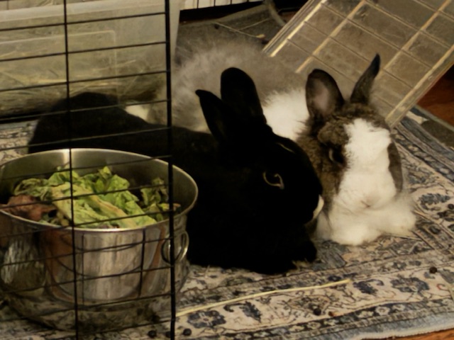 Enlarge Coco & Oreo, a Adoptable mixed breed in Los Angeles, CA image 2/6
